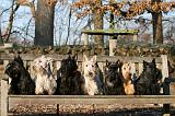 SCOTTISH TERRIER 157